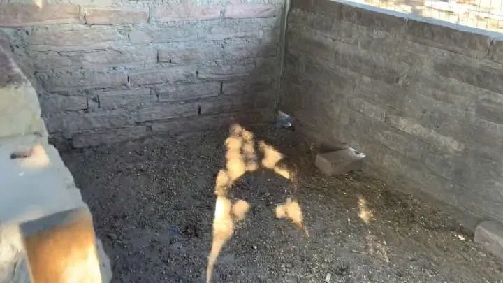 Sítio à venda de 3 ha em Santo Antônio da Patrulha, RS, Brasil