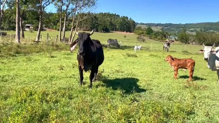 Sítio à venda de 3 ha em Santo Antônio da Patrulha, RS, Brasil
