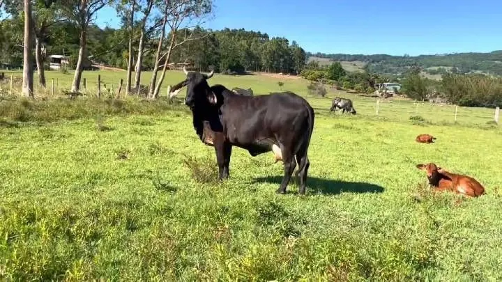 Sítio à venda de 3 ha em Santo Antônio da Patrulha, RS, Brasil