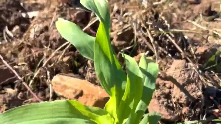 Sítio à venda de 3 ha em Santo Antônio da Patrulha, RS, Brasil