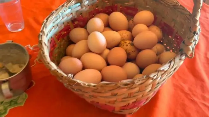 Sítio à venda de 3 ha em Santo Antônio da Patrulha, RS, Brasil