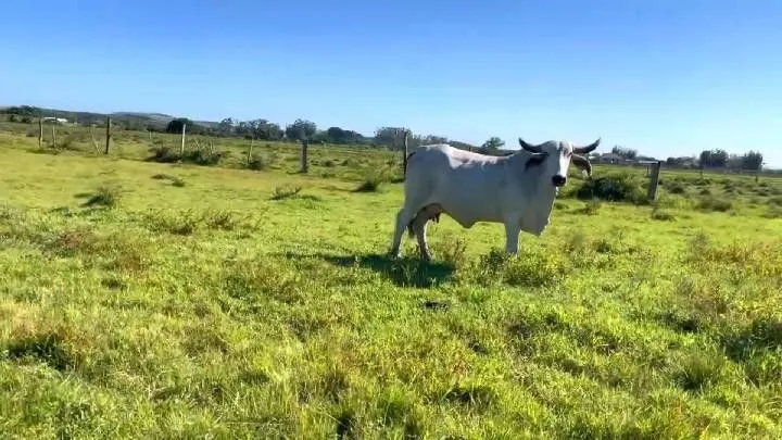 Sítio à venda de 3 ha em Santo Antônio da Patrulha, RS, Brasil