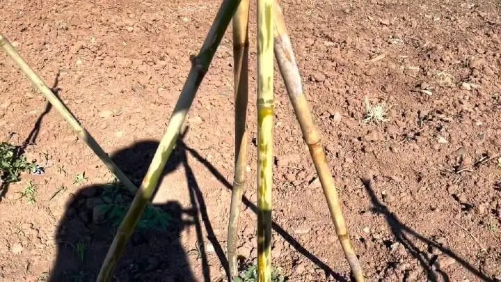 Sítio à venda de 3 ha em Santo Antônio da Patrulha, RS, Brasil