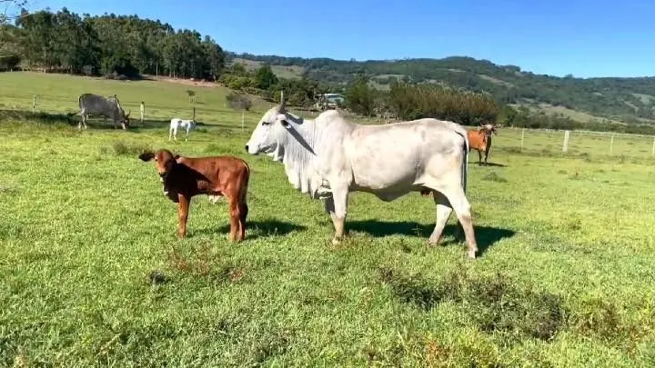 Sítio à venda de 3 ha em Santo Antônio da Patrulha, RS, Brasil