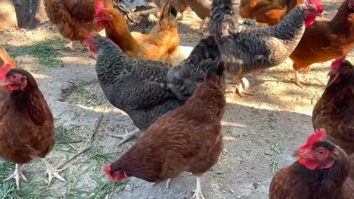 Sítio à venda de 3 ha em Santo Antônio da Patrulha, RS, Brasil