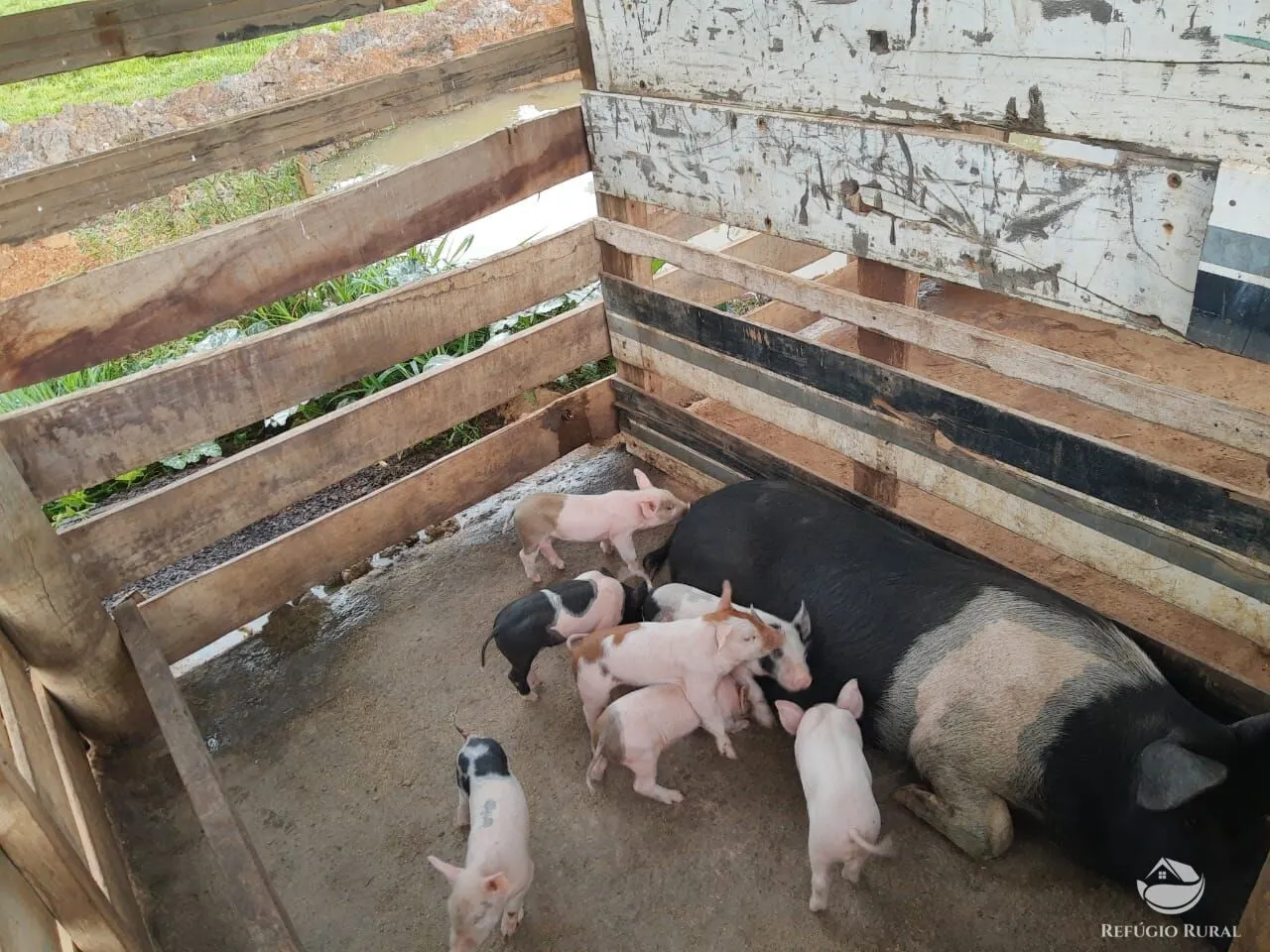 Small farm for sale of 8 acres in Itapira, SP, Brazil