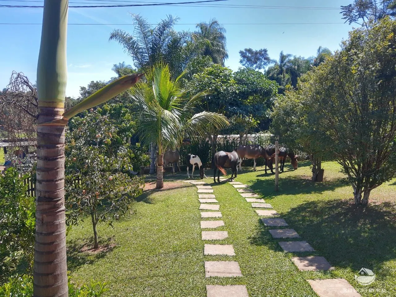 Small farm for sale of 8 acres in Itapira, SP, Brazil