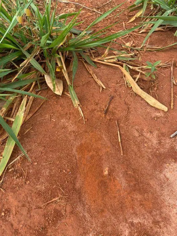 Farm for sale of 741 acres in Diamantino, MT, Brazil