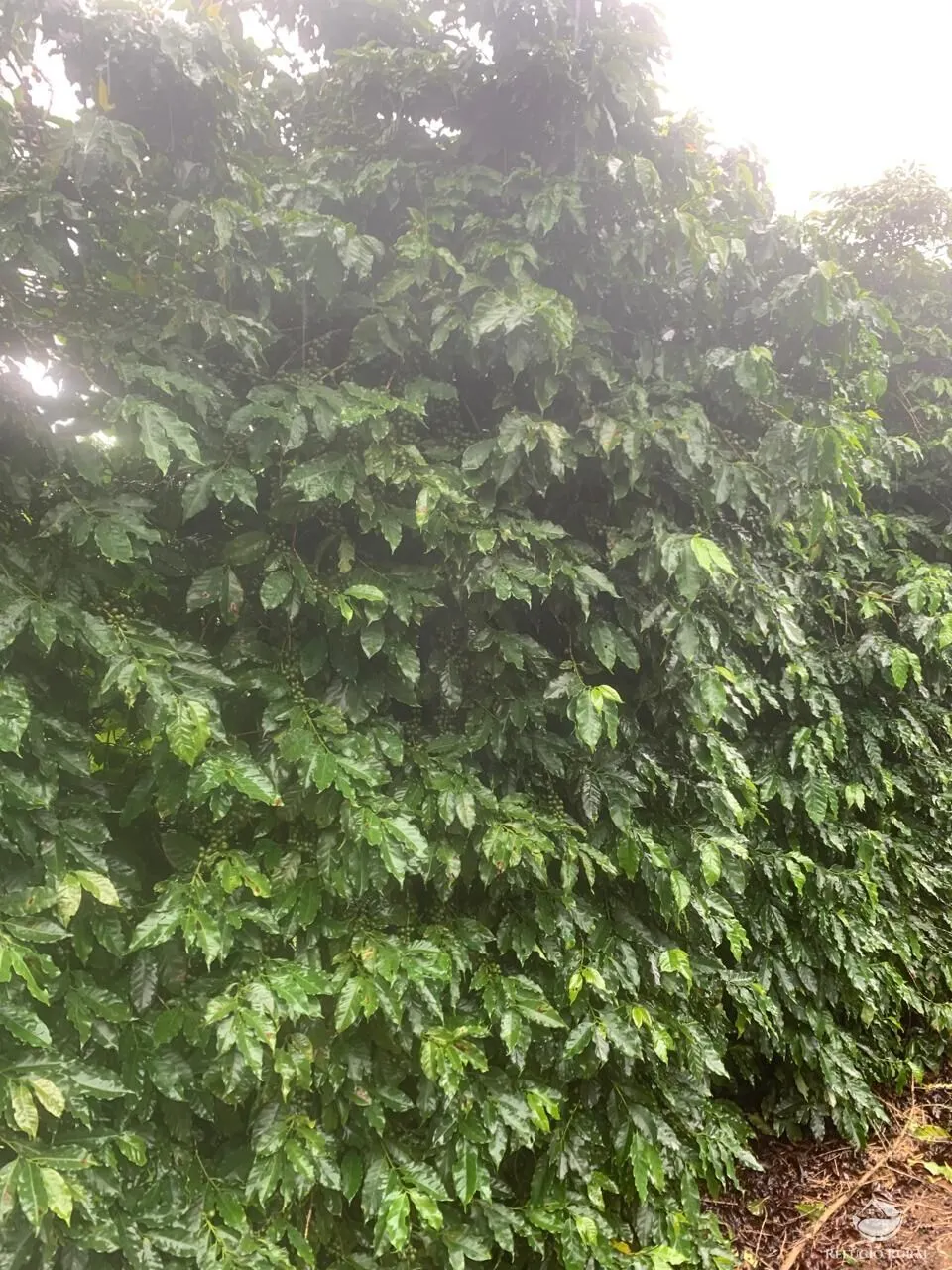 Farm for sale of 964 acres in Patos de Minas, MG, Brazil
