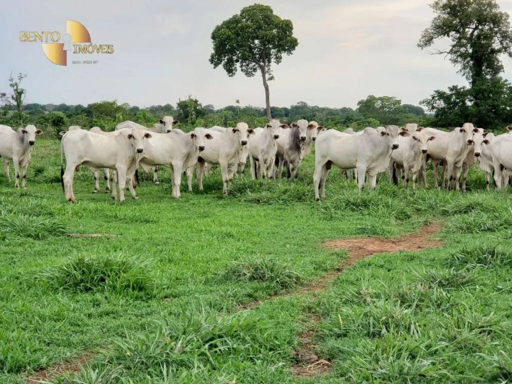 Fazenda à venda de 697 ha em Poconé, MT, Brasil