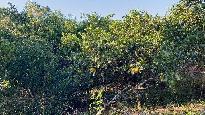 Country home for sale of 6 acres in Caraá, RS, Brazil