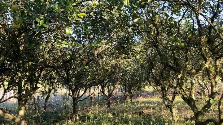 Country home for sale of 6 acres in Caraá, RS, Brazil