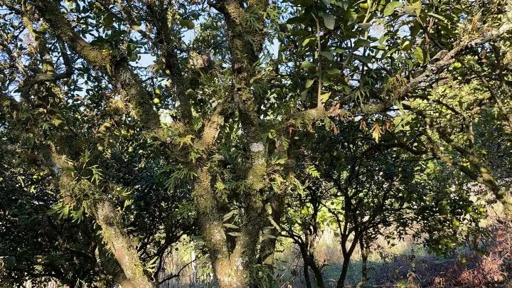 Country home for sale of 6 acres in Caraá, RS, Brazil