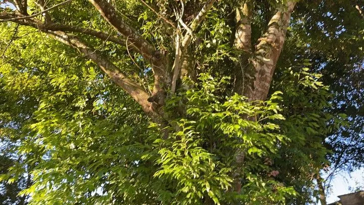 Country home for sale of 6 acres in Caraá, RS, Brazil