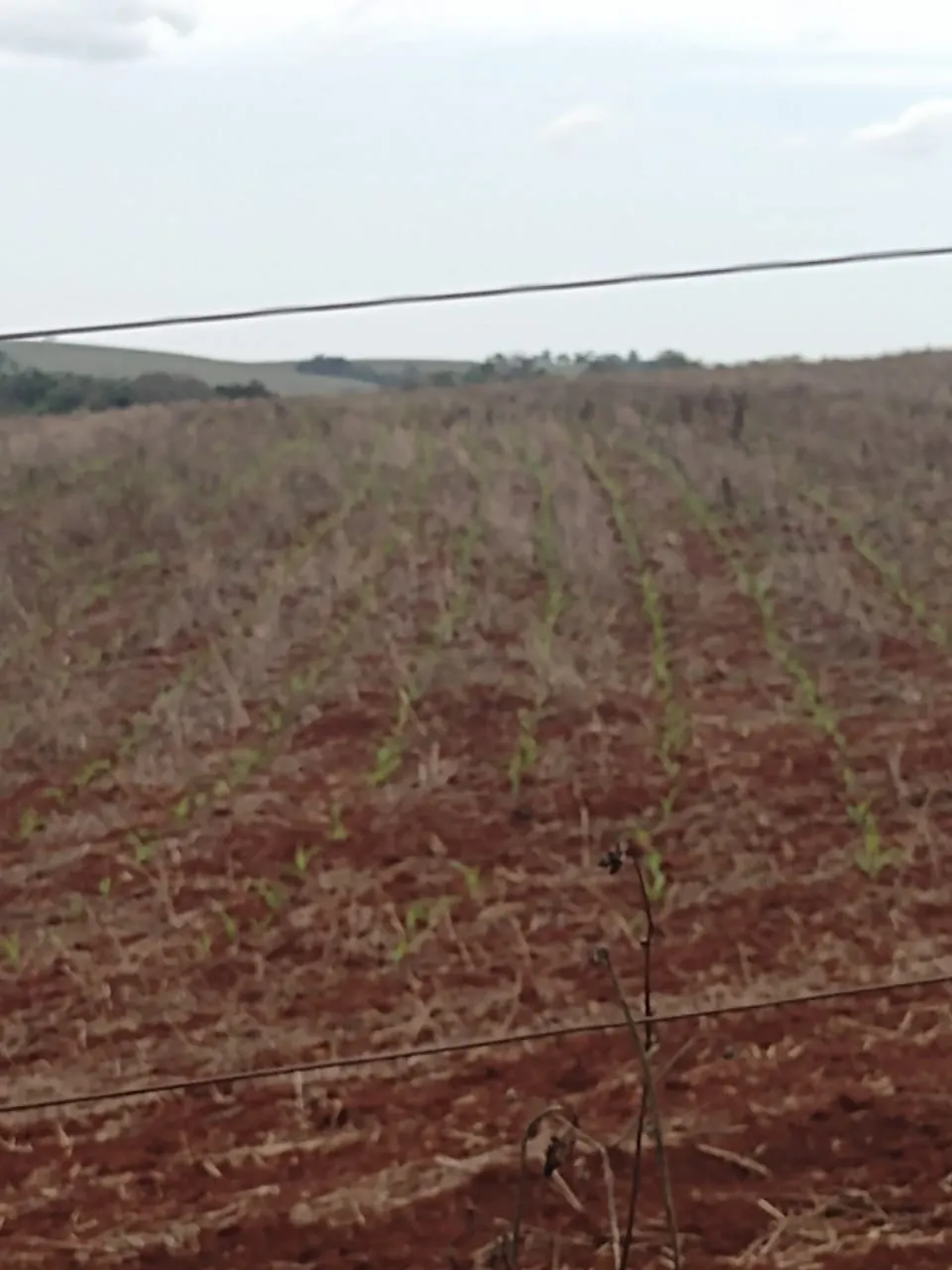 Fazenda à venda de 29 ha em Itapetininga, SP, Brasil