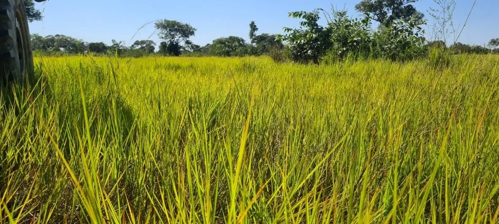 Fazenda à venda de 16.400 ha em Poconé, MT, Brasil