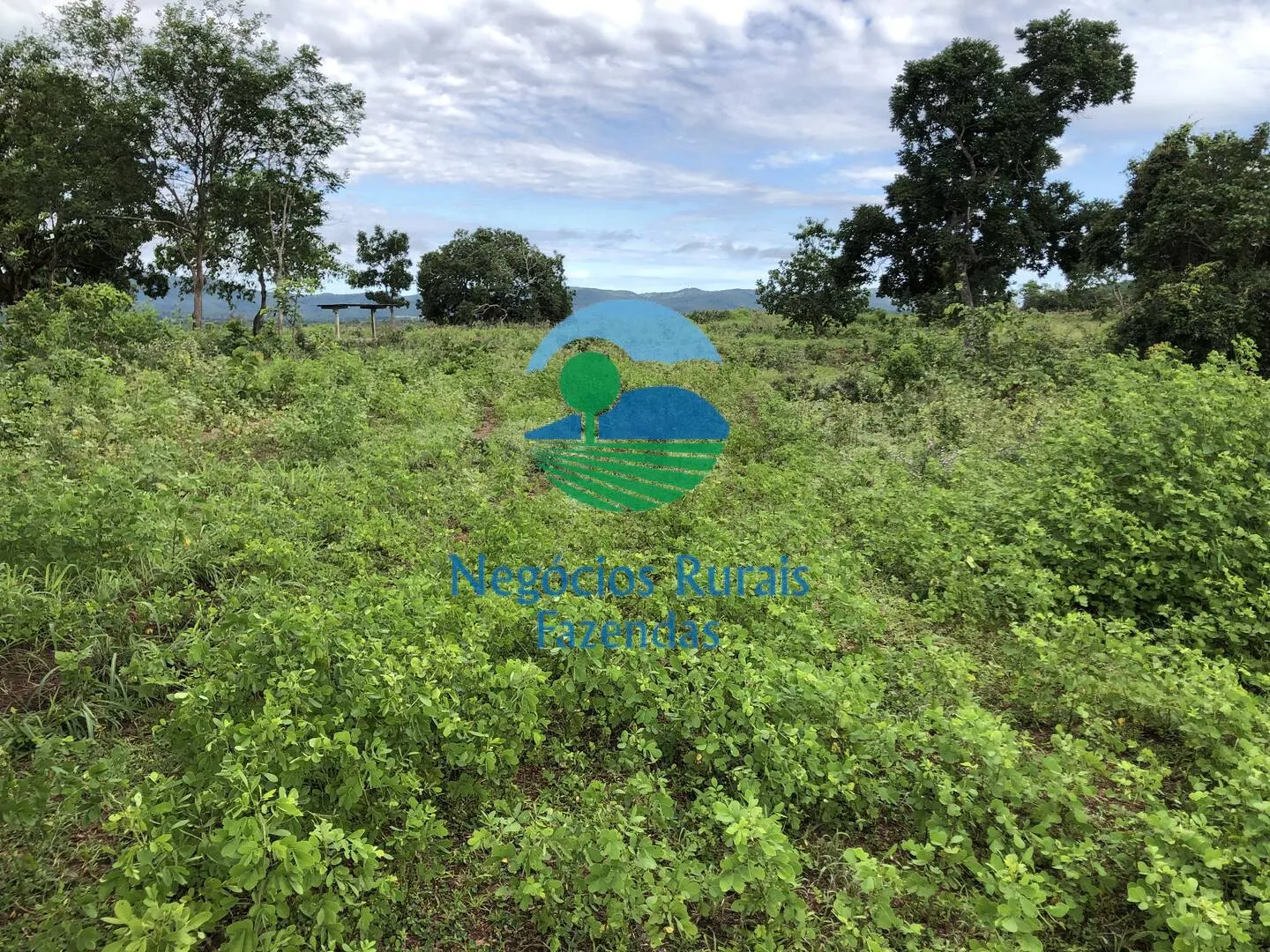 Fazenda à venda de 561 ha em Porangatu, GO, Brasil