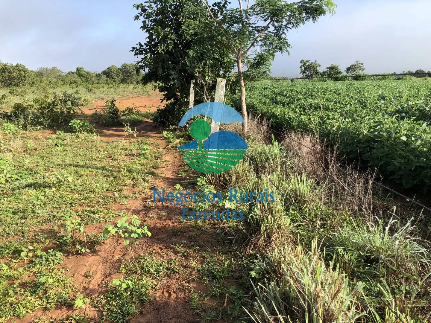 Fazenda à venda de 561 ha em Porangatu, GO, Brasil
