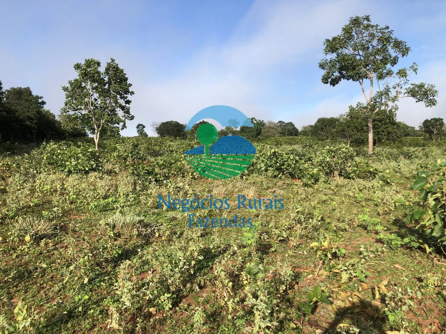 Fazenda à venda de 561 ha em Porangatu, GO, Brasil