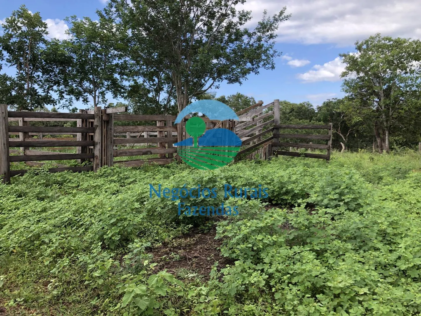 Fazenda à venda de 561 ha em Porangatu, GO, Brasil