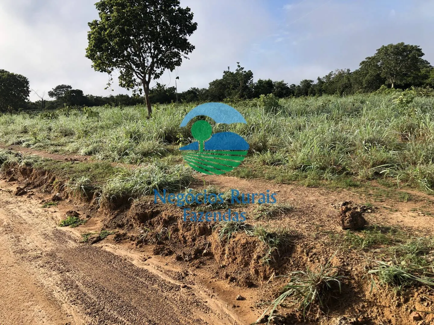 Fazenda à venda de 561 ha em Porangatu, GO, Brasil