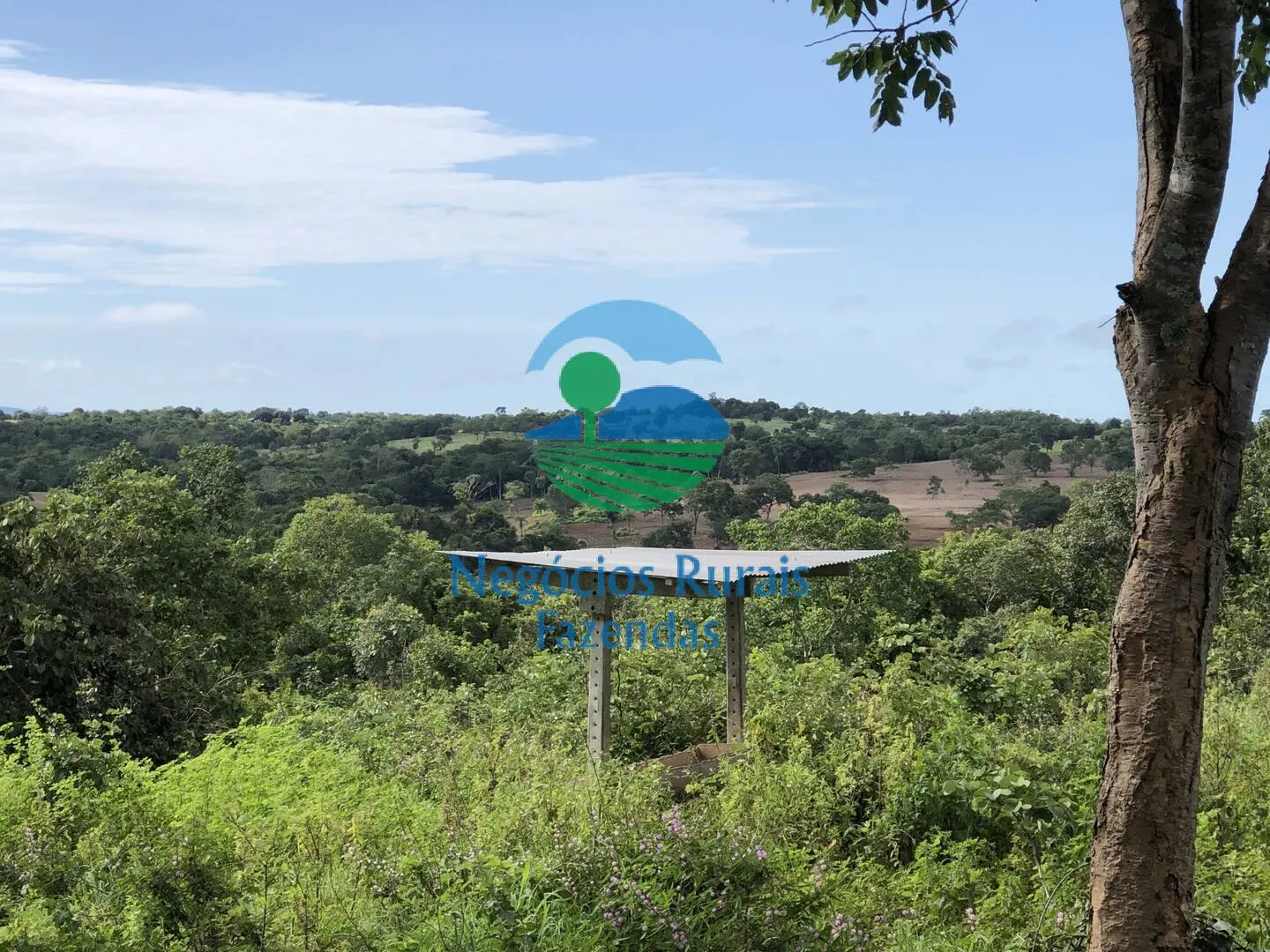 Fazenda à venda de 561 ha em Porangatu, GO, Brasil