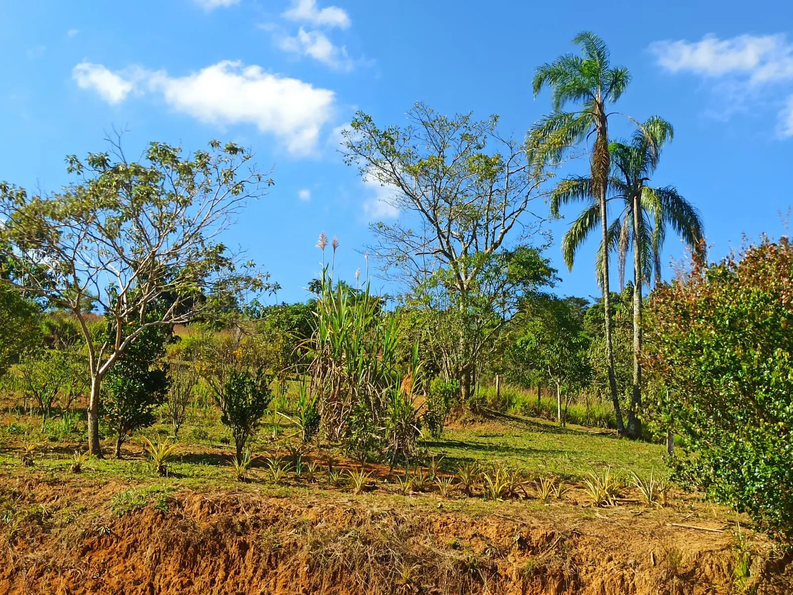 Sítio à venda de 2 ha em Monteiro Lobato, SP, Brasil