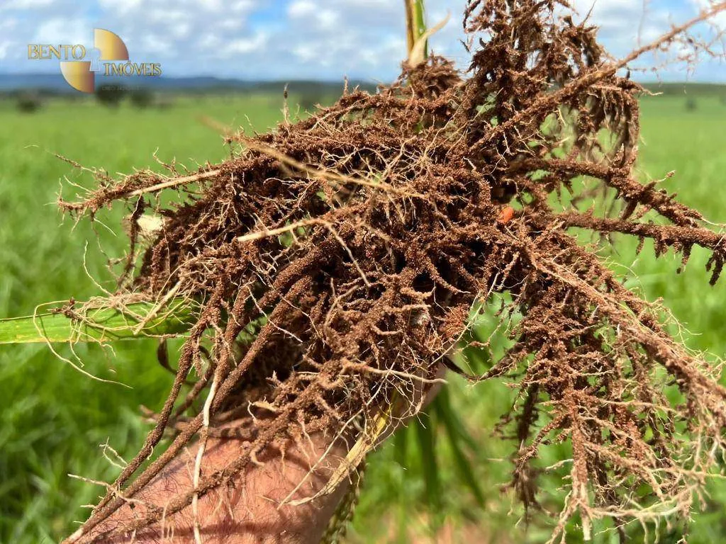 Fazenda à venda de 4.319 ha em Chapada dos Guimarães, MT, Brasil