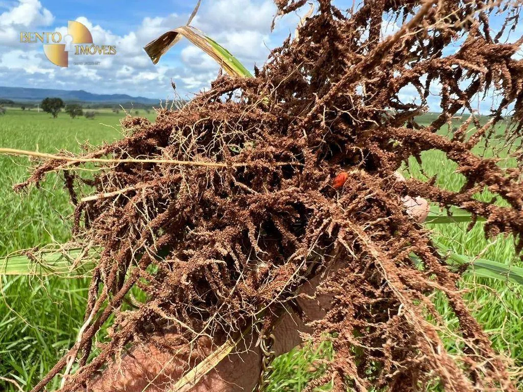Fazenda à venda de 4.319 ha em Chapada dos Guimarães, MT, Brasil