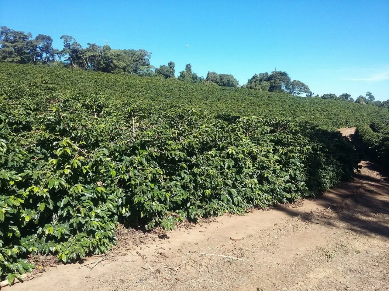 Fazenda à venda de 680 ha em Lambari, MG, Brasil