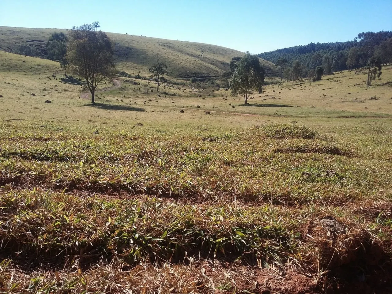 Fazenda à venda de 680 ha em Lambari, MG, Brasil
