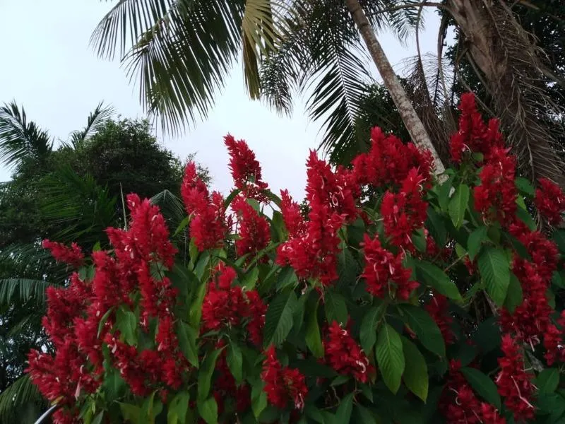 Country home for sale of 6 acres in São Lourenço da Serra, SP, Brazil