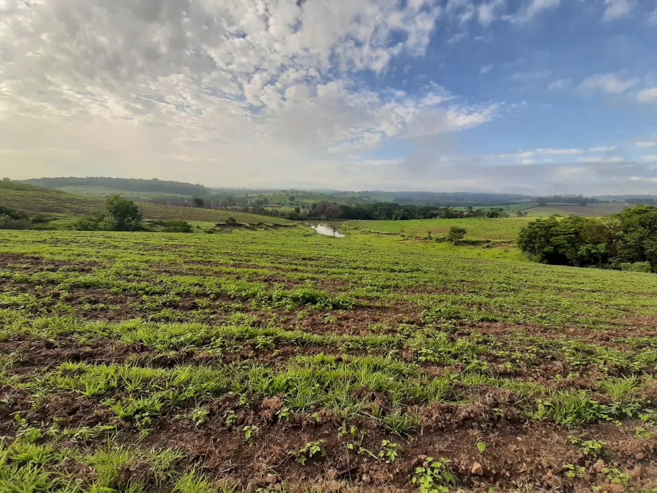 Small farm for sale of 39 acres in Quadra, SP, Brazil