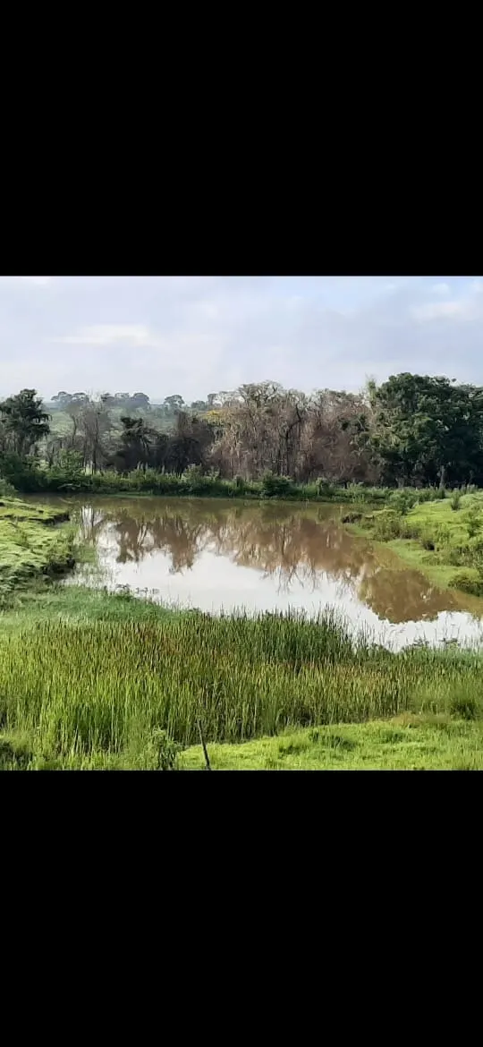 Small farm for sale of 39 acres in Quadra, SP, Brazil