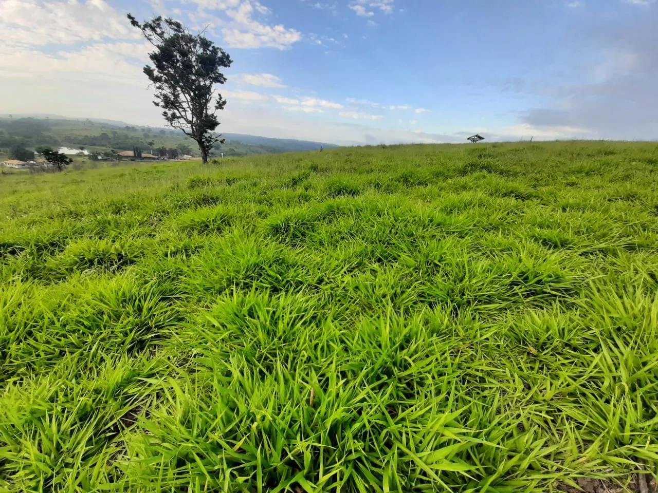 Small farm for sale of 39 acres in Quadra, SP, Brazil