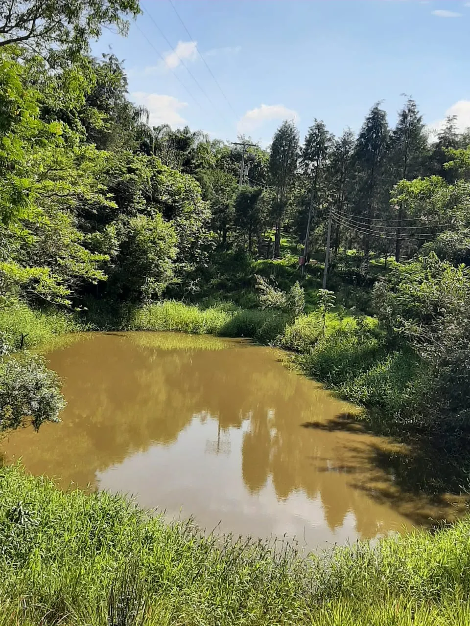 Small farm for sale of 39 acres in Quadra, SP, Brazil