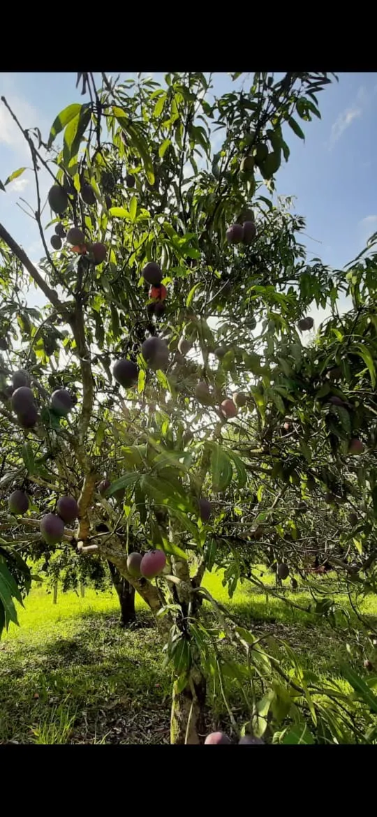 Small farm for sale of 39 acres in Quadra, SP, Brazil