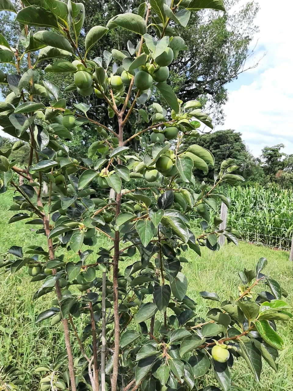 Small farm for sale of 39 acres in Quadra, SP, Brazil