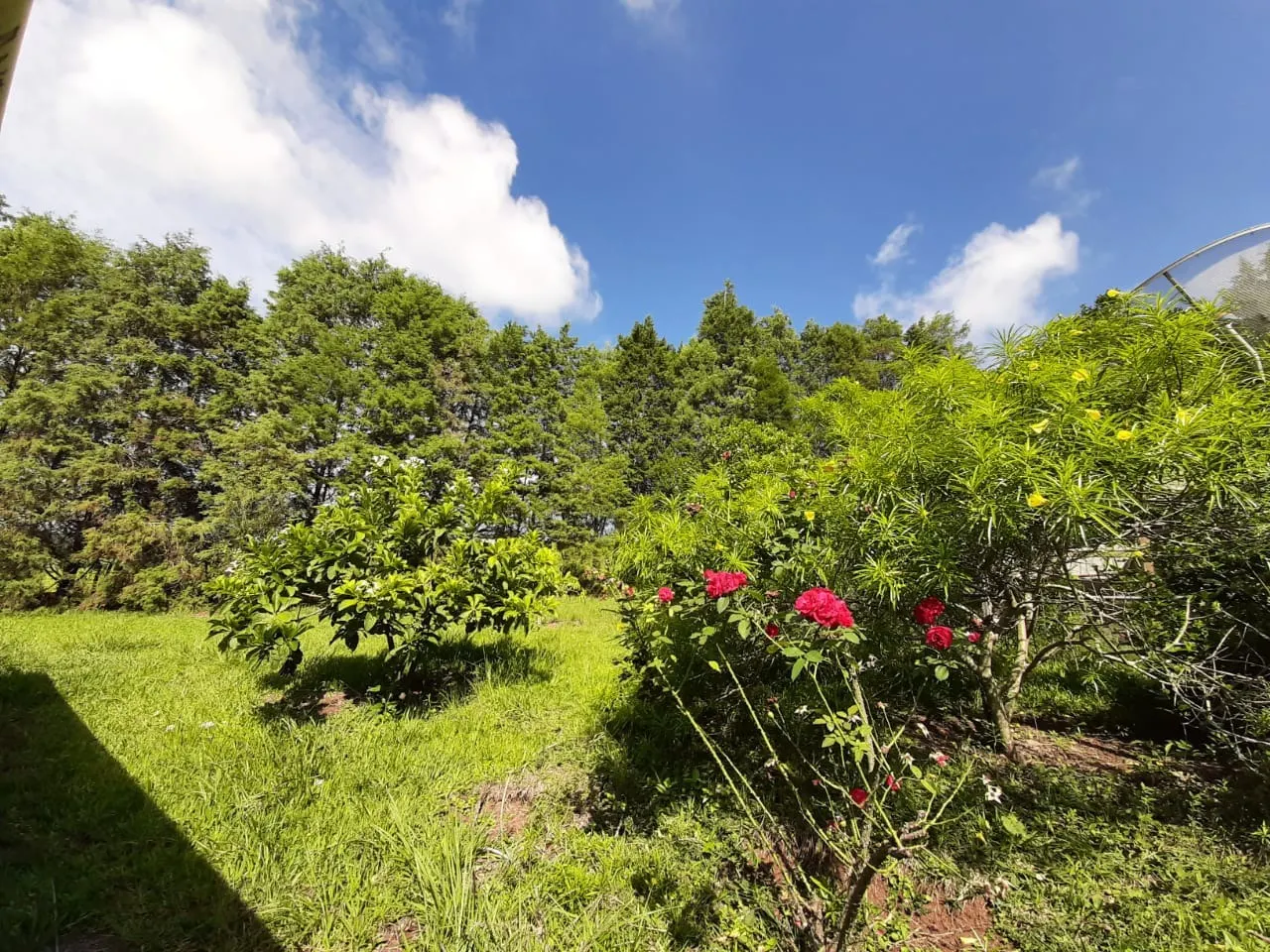 Small farm for sale of 39 acres in Quadra, SP, Brazil