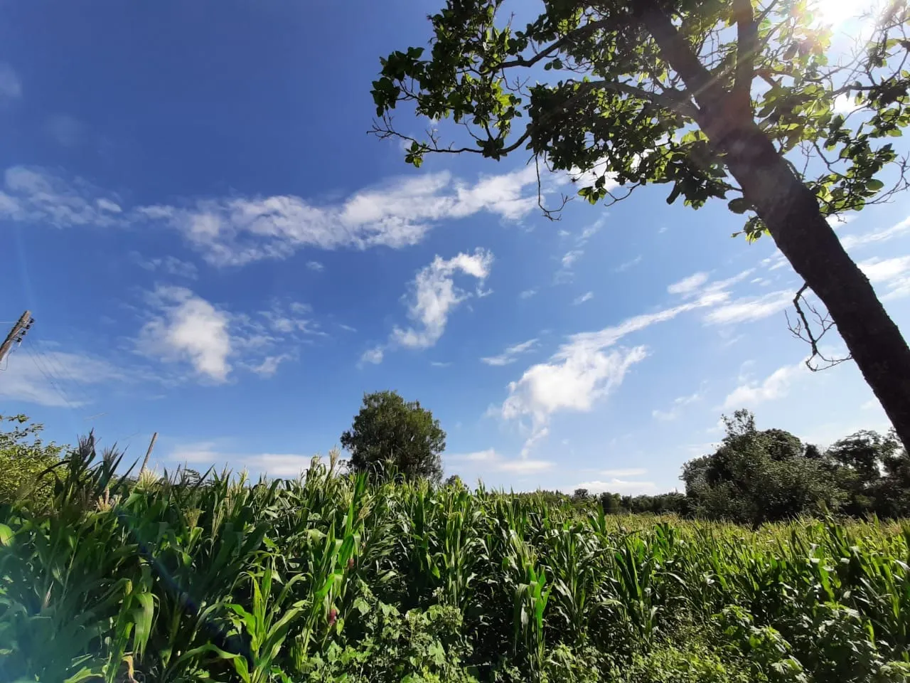 Small farm for sale of 39 acres in Quadra, SP, Brazil