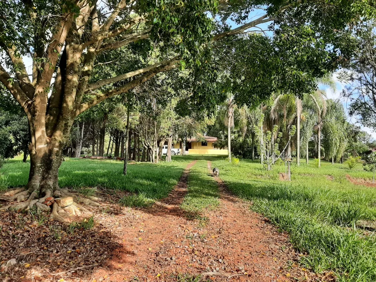 Small farm for sale of 39 acres in Quadra, SP, Brazil