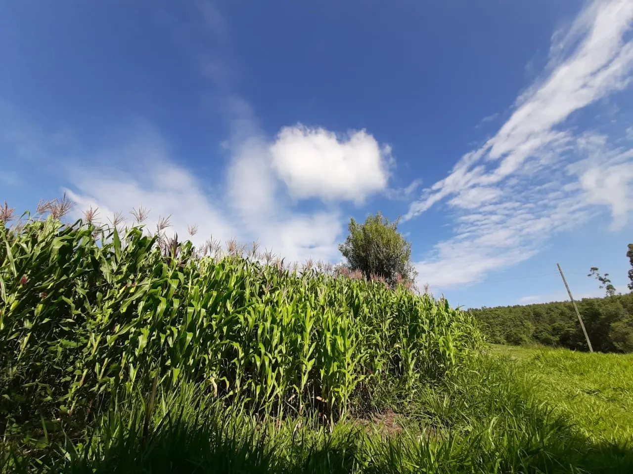 Small farm for sale of 39 acres in Quadra, SP, Brazil