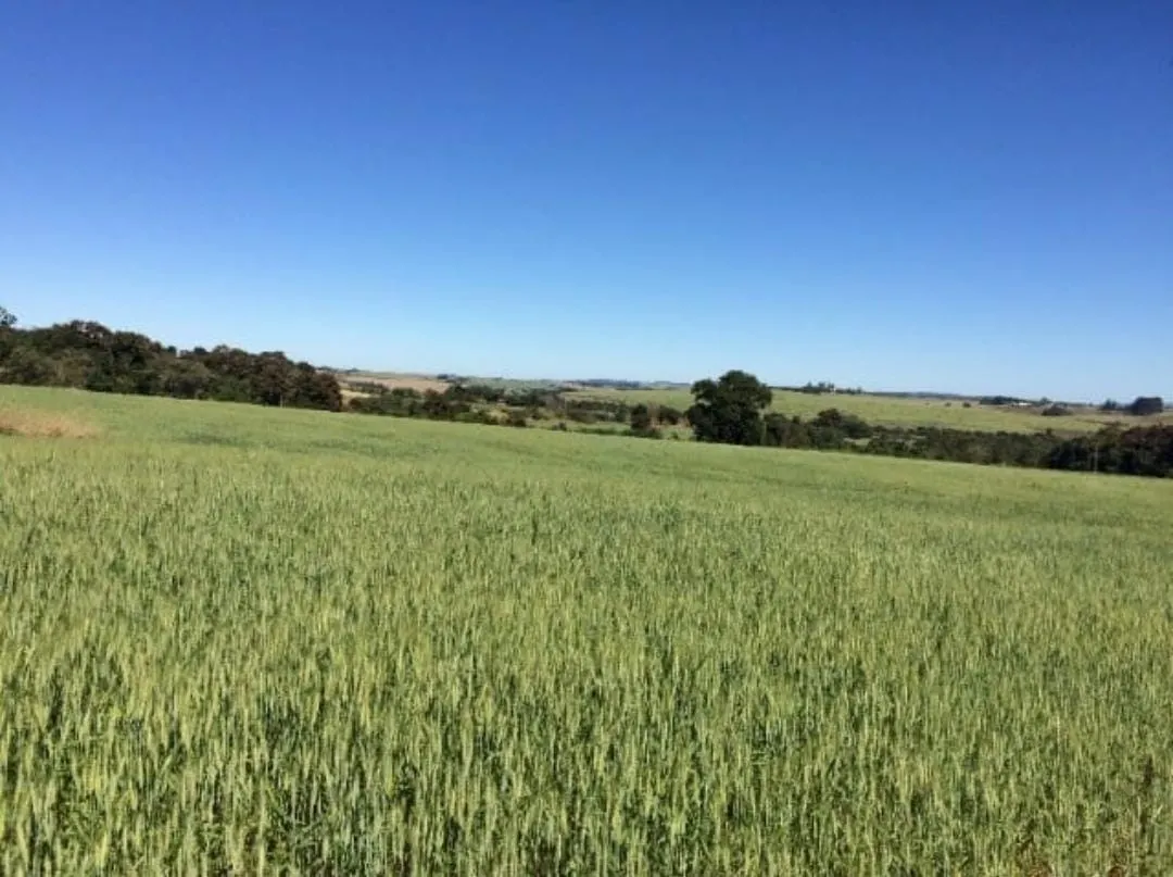 Sítio à venda de 90 ha em Itapetininga, SP, Brasil