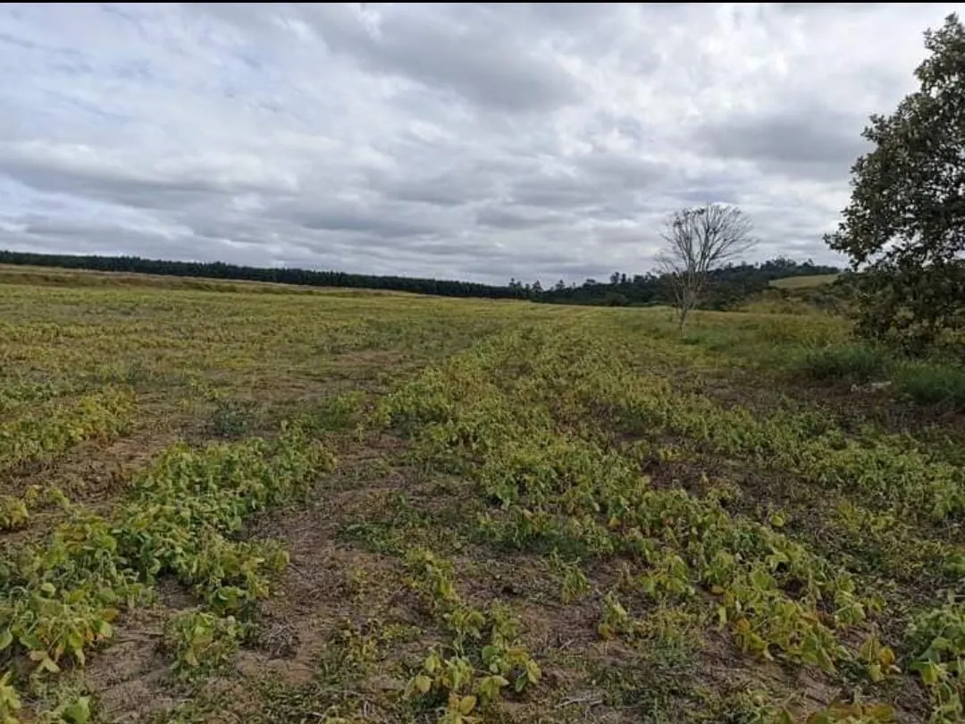 Sítio à venda de 90 ha em Itapetininga, SP, Brasil