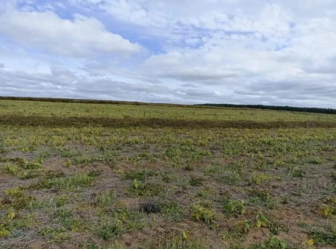 Sítio à venda de 90 ha em Itapetininga, SP, Brasil