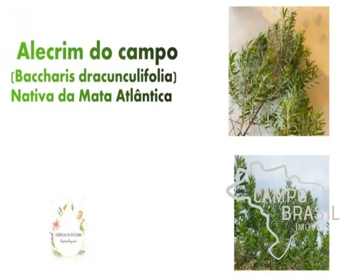 Fazenda à venda de 70 ha em Silveiras, SP, Brasil