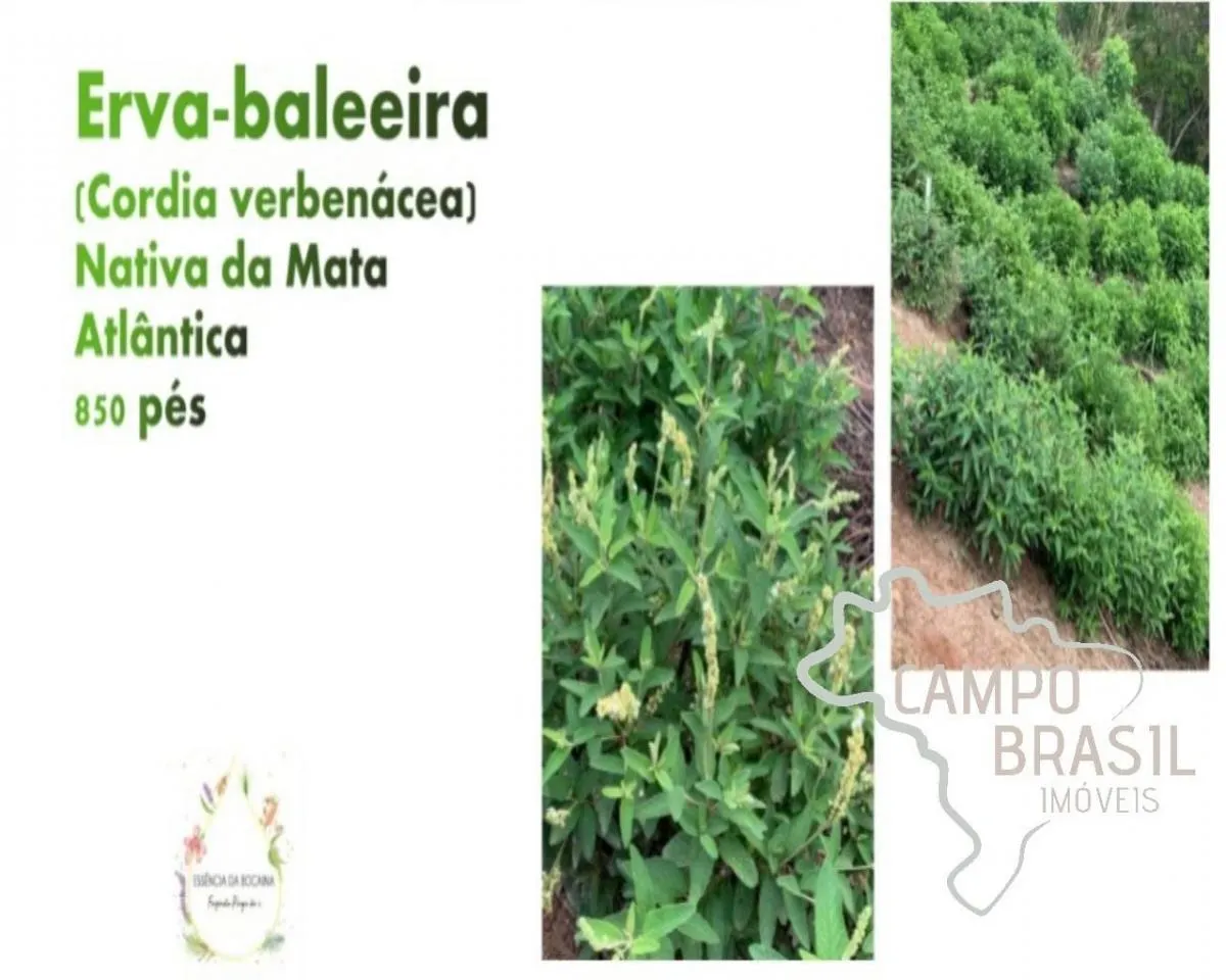 Fazenda à venda de 70 ha em Silveiras, SP, Brasil