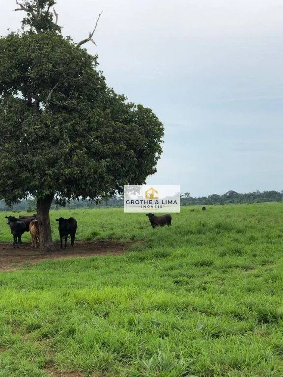 Farm for sale of 6,494 acres in Wanderlândia, TO, Brazil