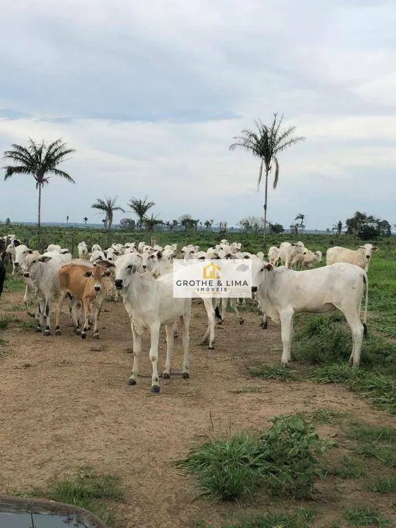 Farm for sale of 6,494 acres in Wanderlândia, TO, Brazil