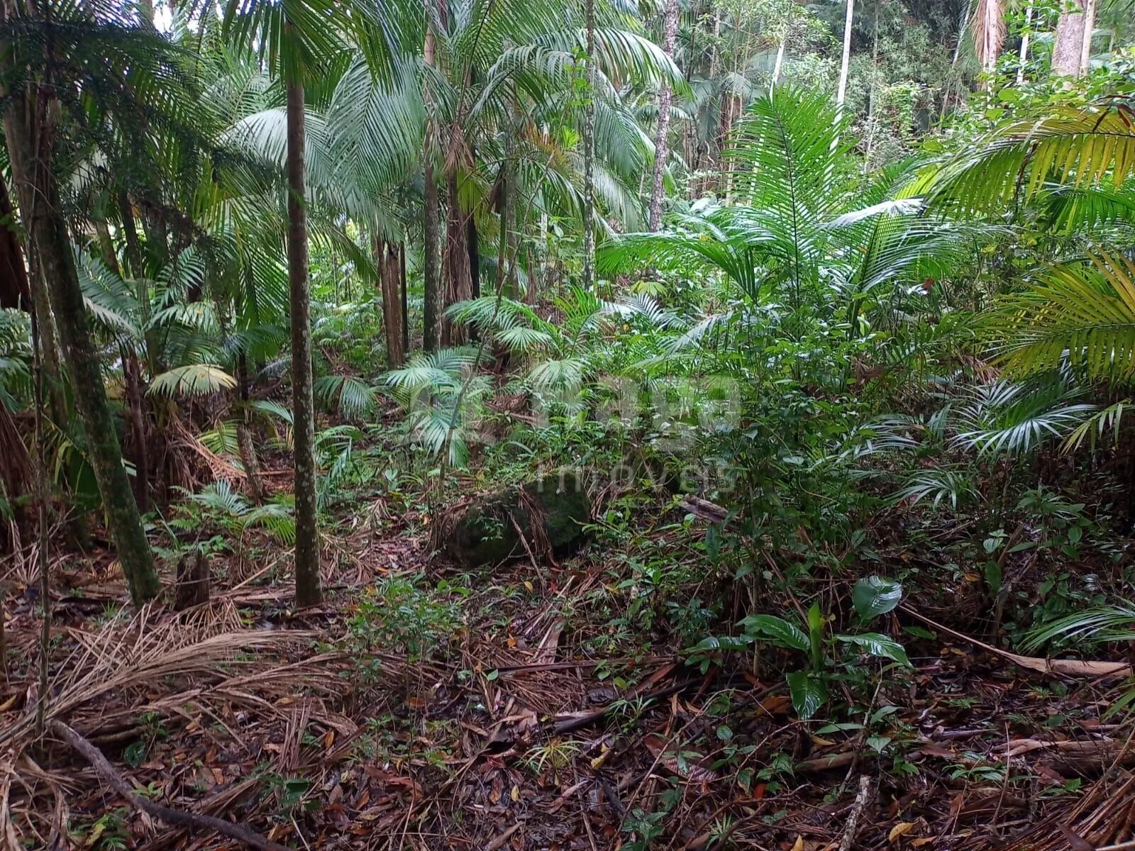 Farm for sale of 4,000 m² in Nova Trento, SC, Brazil